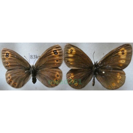 Erebia medusa (Denis & Schiffermüller, 1775) pair Górówka meduza Czech83k